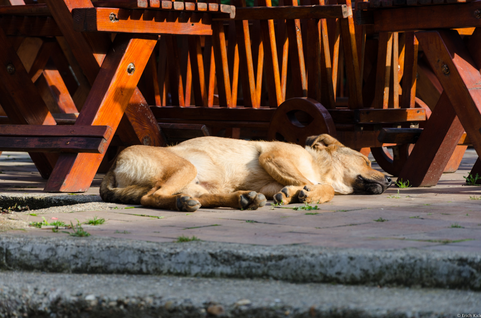 Hund des Hauses