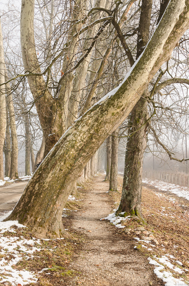 Allee mit gebogenem Baum