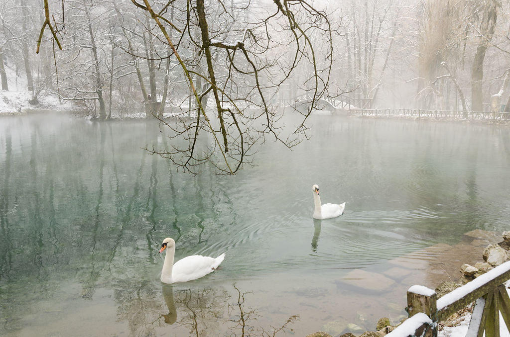 Schwäne in Ilidža