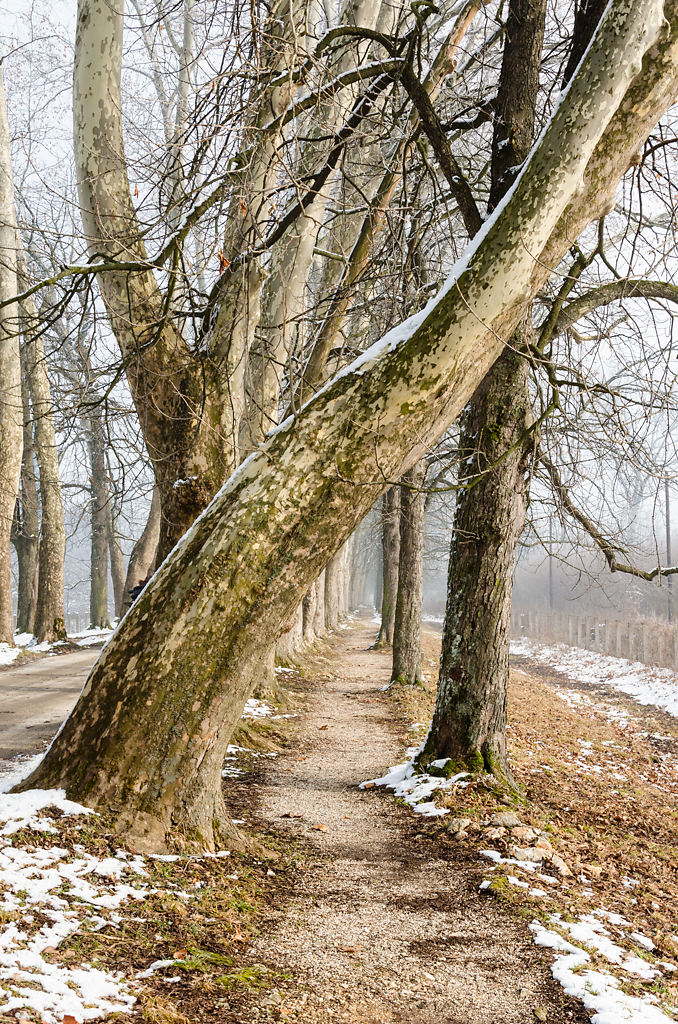 Allee mit gebogenem Baum