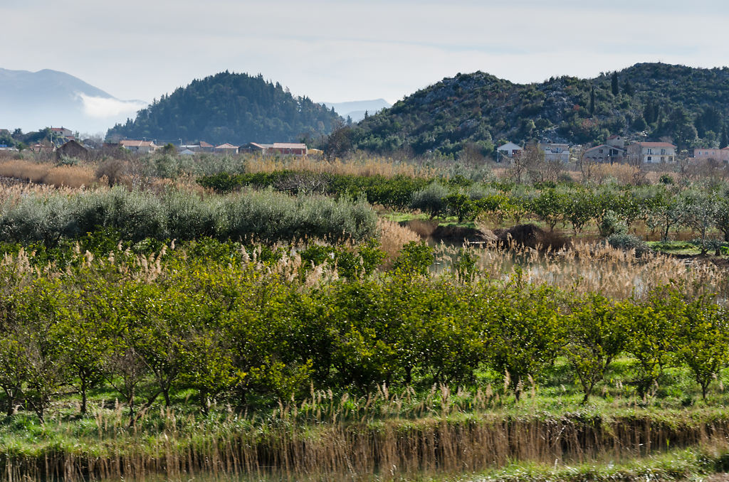 Obstbäume im Neretva-Delta