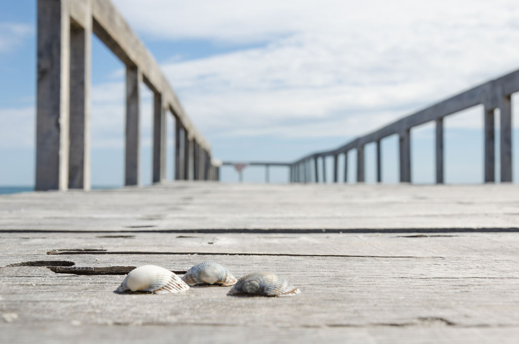 Muscheln am Pier in Sulina